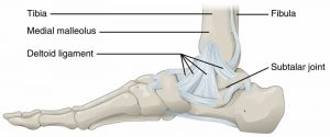 Ankle Instability